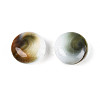 Natural Shiva Eye Shell Beads BSHE-T014-33B-3