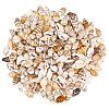 165g Natural Shell Pendants SHEL-PA0001-05-7