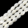 Natural Trochus Shell Beads Strands BSHE-E030-02C-2