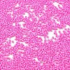Baking Paint Glass Seed Beads X-SEED-S042-05B-88-3