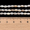 Natural Freshwater Shell Beads Strands SHEL-C010-03A-4