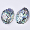 Natural Abalone Shell/Paua Shell Display Decoration SSHEL-N0334-01-1