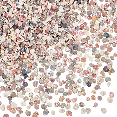 Mini Natural Shell Beads BSHE-PH0001-57B-1
