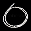 Natural Freshwater Shell Beads Strands SHEL-C010-03B-3