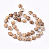 Natural Picture Jasper Beads Strands G-G821-04B-2