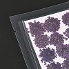 Pressed Dried Flowers DIY-K032-58D-3