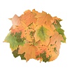 50Pcs Maple Leaf Theme Paper Stickers STIC-P017-C02-4