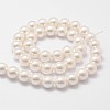 Shell Pearl Bead Strands X-BSHE-L026-03-8mm-3