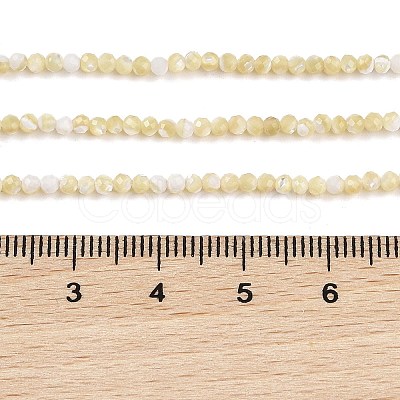 Natural Trochus Shell Beads Strands BSHE-G036-08A-02-1