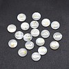 Shell Cabochons SSHEL-E568-A05-2