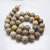 Natural Fossil Coral Beads Strands X-G-G212-6mm-31-2