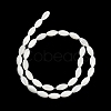 Natural Trochus Shell Beads Strands BSHE-G036-06B-2