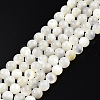 Natural White Shell Bead Strands SSHEL-N003-144D-01-1