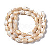 Natural Trochid Shell/Trochus Shell Beads Strands X-SSHEL-S266-021B-02-2