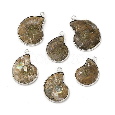 Natural Conch Fossil Pendants BSHE-E025-02P-1