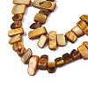 Natural Trochid Shell/Trochus Shell Beads Strands SHEL-S258-082-B09-3