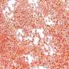 Transparent Inside Colours Glass Seed Beads SEED-H003-04G-3