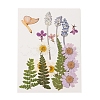 Pressed Dried Flowers DIY-YWC0001-94-2