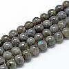 Natural Labradorite Beads Strands G-R446-10mm-14-1