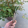 3Pcs 3 Styles Stainless Steel Tweezers TOOL-LP0001-41-3