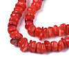 Natural Trochid Shell/Trochus Shell Beads Strands SHEL-S258-081-B06-3