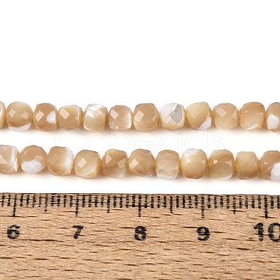 Natural Trochid Shell/Trochus Shell Beads Strands BSHE-T014-53-1