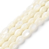 Natural Trochus Shell Beads Strands BSHE-E030-02C-1