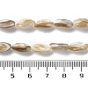 Natural Freshwater Shell Beads Strands SSHEL-B002-13-4