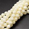 Natural Sea Shell Beads Strands SSHEL-K013-8mm-A-1