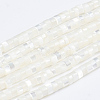 Natural Trochid Shell/Trochus Shell Beads Strands X-SSHEL-L016-13A-1
