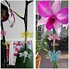 Transparent & Spray Painted Plastic Claw Hair Clips OHAR-GA0001-01-6
