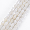 Natural Freshwater Shell Beads Strands SHEL-N027-08A-1