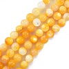 Natural Golden Yellow Shell Beads Strands SSHEL-G024-01D-1