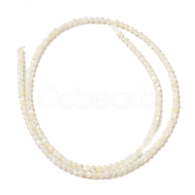 Natural White Shell Beads Strands SHEL-M021-03B-1