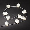 Natural Trochid Shell/Trochus Shell Beads Strands X-SSHEL-K009-12-2