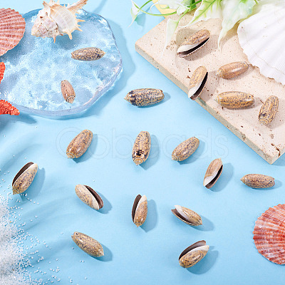 50Pcs Natural Spiral Shell Pendants SSHEL-CW0001-01-1