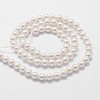 Shell Pearl Bead Strands BSHE-L025-01-4mm-2