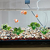 4Pcs 4 Styles Plastic Sea Grass Display Decorations DJEW-GF0001-85-5
