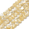Natural Trochus Shell Beads Strands BSHE-P033-02-1