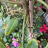 Copper Plant Growth Support DIY-NB00006-6