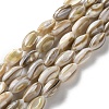 Natural Freshwater Shell Beads Strands SSHEL-B002-13-1