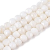 Natural White Shell Beads Strands SSHEL-N038-60-1