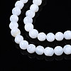 Natural Freshwater Shell Beads Strands SHEL-N003-24-3