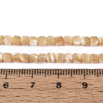 Natural Trochid Shell/Trochus Shell Beads Strands BSHE-T014-52B-01-1