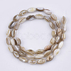 Freshwater Shell Beads Strands SHEL-S276-34B-2