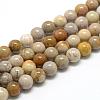 Natural Fossil Coral Beads Strands G-R446-6mm-28-1