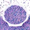Opaque Picasso Cylinder Glass Beads SEED-Q039-06A-06-2