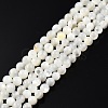 Natural White Shell Bead Strands SSHEL-N003-144C-01-1
