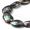 Natural Abalone Shell/Paua Shell Beads SSHEL-E379-1-4