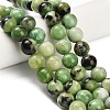 Natural Serpentine Beads Strands G-Z110-C04-10mm-1